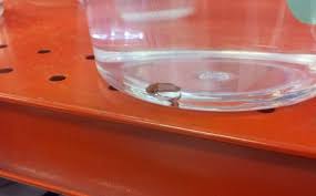 Petco Baby Betta Vang Bettas