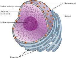 An analogy for a nucleolus in an animal cell is: What Is Nucleolus Function Definition More