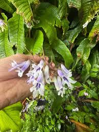 Image result for Cliffortia nitidula