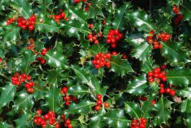 Ilex aquifolium (holly, common holly, english holly, european holly, or occasionally christmas holly), is a species of holly native to western and southern europe, northwest africa, and southwest asia. Holly Ferrebeekeeper
