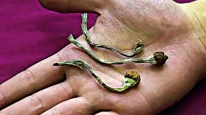 How long does shroom stay in your body? Can You Smoke Shrooms Effects And Dangers Of Smoking