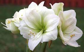 Photo Of Amaryllis Hippeastrum Siberia Uploaded By Bsharf Flowers Amaryllis Bloom