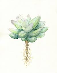 Simple Succulent 8x10 Print Of Original Watercolor Minimal Art Nature Plants Botanical Ar Succulent Tattoo Succulents Drawing Watercolor Succulents