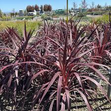 Image result for Cordyline australis