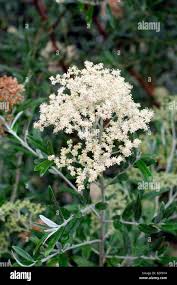 Image result for Buddleja saligna