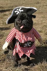Rubie's pug costume mexican serape Black Pug Aww Pugs In Costume Pug Halloween Costumes Pug Obsessed