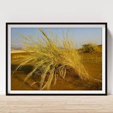 Image result for Stipagrostis