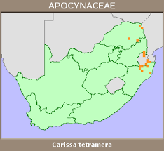 Image result for Carissa tetramera