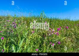 Image result for Sphenostylis