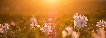 Maybe you would like to learn more about one of these? Home Johnson County Funeral Chapel And Memorial Gardens Overland Park Ks 66210