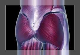 11.10.2021 · in the realm of anatomy, the 'leg' is strictly the region between the knee and the ankle joints rather than the entire lower extremity, as erroneously referred to in common language. Lower Body Muscles Anatomy Hip Musculature Bodybuilding Wizard