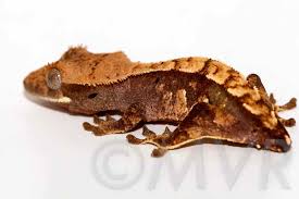 Crested Gecko Morph Guide Colors Morphs And Traits