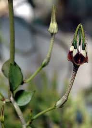 Image result for Ceropegia namuliensis