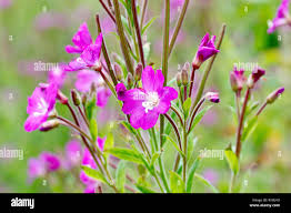 Image result for Epilobium hirsutum