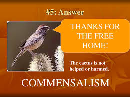 It is a common bird among thorny shrubs and cholla cactus in deserts and arid hillsides in the southwest. Ppt Symbiosis Powerpoint Presentation Free Download Id 35707