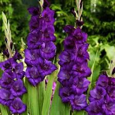 Maybe you would like to learn more about one of these? Jual Umbi Gladiol Ungu Bibitbunga Com