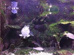 Acuario Parque Xcaret Playa Del Carmen Parques Playa Paisajes