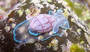 The 8 Most Peculiar Sea Creatures Australian Geographic