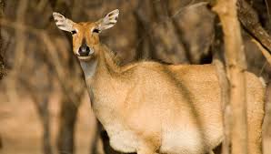 Animals are a major group of organisms, classified as the kingdom animalia or metazoa. Is It Constitutional To Declare Wild Animals To Be Vermin The Wire Science