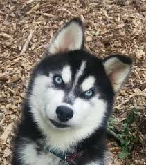 Meet Viviene A Petfinder Adoptable Siberian Husky Dog Powder Springs Ga Please Contact Jennifer Daysden Live Co Husky Dogs Dog Breeds Siberian Husky Dog