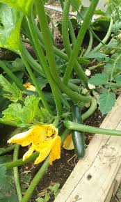 Maybe you would like to learn more about one of these? Zucchini Had Only Female Flowers