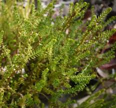 Image result for Crassula schimperi