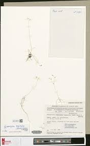 Image result for Gymnosiphon