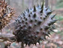 Image result for durman obecný plod