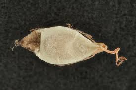 Image result for Fuirena pubescens