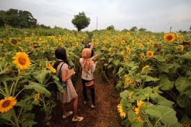 Petani bunga kediri adalah pemasok berbagai bibit tanaman mulai tanaman hias hingga pohon. Kediri City Menengok Indahnya Kebun Bunga Matahari Di Facebook