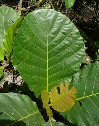 Image result for Mitragyna stipulosa