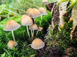 In the uk, the most common types are liberty caps (psilocybe semilanceata) and fly agaric (amanita muscaria). Magic Mushrooms Might Ease Depression Symptoms Live Science