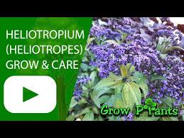 Image result for Heliotropium