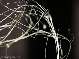 Image result for Eragrostis atrovirens