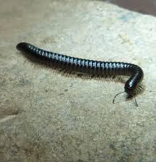 Keeping your pet millipede happy and healthy. White Legged Snake Millipede Naturespot