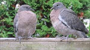Woodpigeons From Nesting To Fledging Youtube