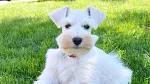 Schnauzer (Miniature) Puppies for Sale - Adoptapet