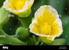 Image result for Limnocharitaceae