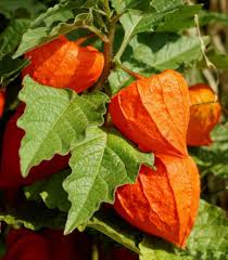 Image result for Physalis lagascae