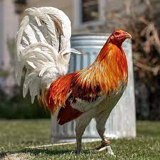 Pin En Ayam