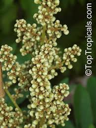 Image result for Deinbollia