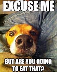 Fat dog memes & gifs. 105 Ever Green Dog Memes