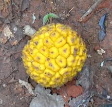 Image result for Myrianthus arboreus