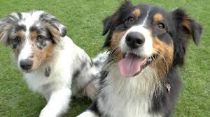 Current litter, 7 boys, australian shepherd in red tri color without pedigree. Australian Shepherd Black Tri Und Blue Merle 5 Monate Cleo Und Mogli Spielen Welpen Youtube