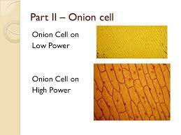 We did not find results for: Sketch What You Observe When Examining The Onion Root Tip Using The Low Power Lens And The High Power Brainly Com