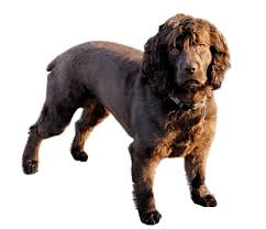 Hunters on south carolina's wateree river needed a small rugged dog compactly built for boat travel and able to retrieve on land and water. Boykin Spaniel Dog Breed Facts And Information Wag Dog Walking