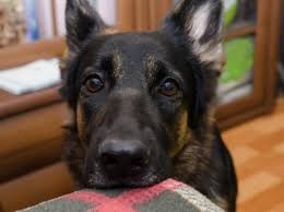 Why Does My Dog Stare At Me Petmd