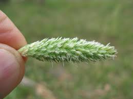 Image result for Phalaris
