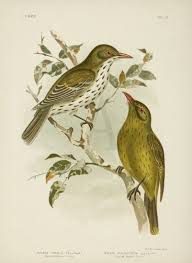 Ac Odyssey Birds Of A Feather Maps Pin By Deena Hunt On Broinowski Birds Of Australia Birds Of Australia Birds New South Wales