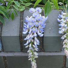 Image result for Wisteria